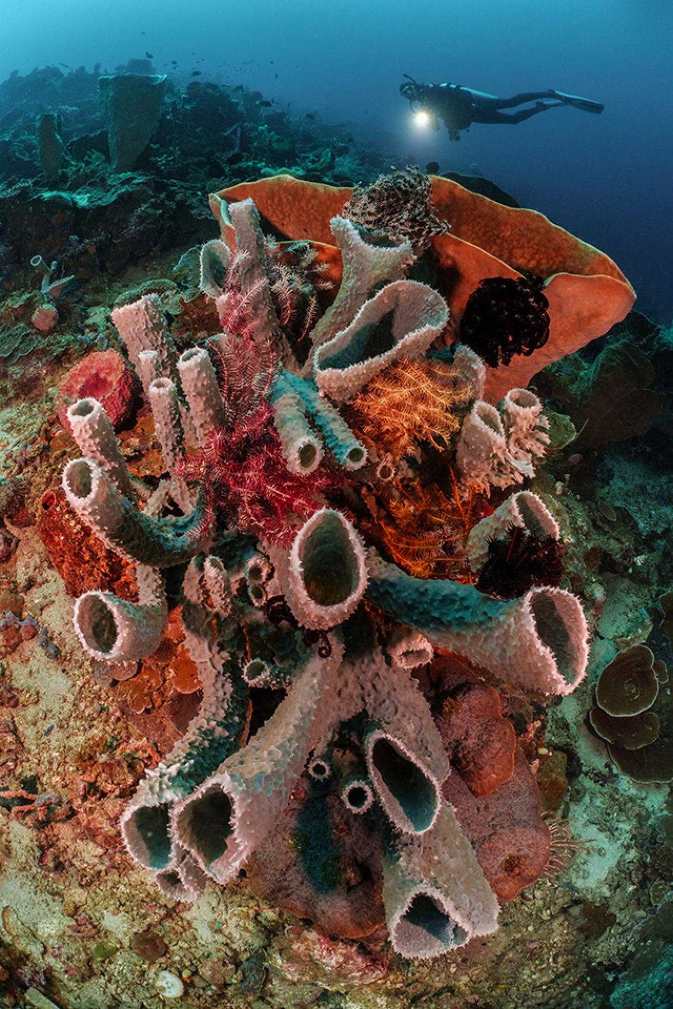 A large tube sponge with many oscula (the openings) thrives on a current-swept reef slope.