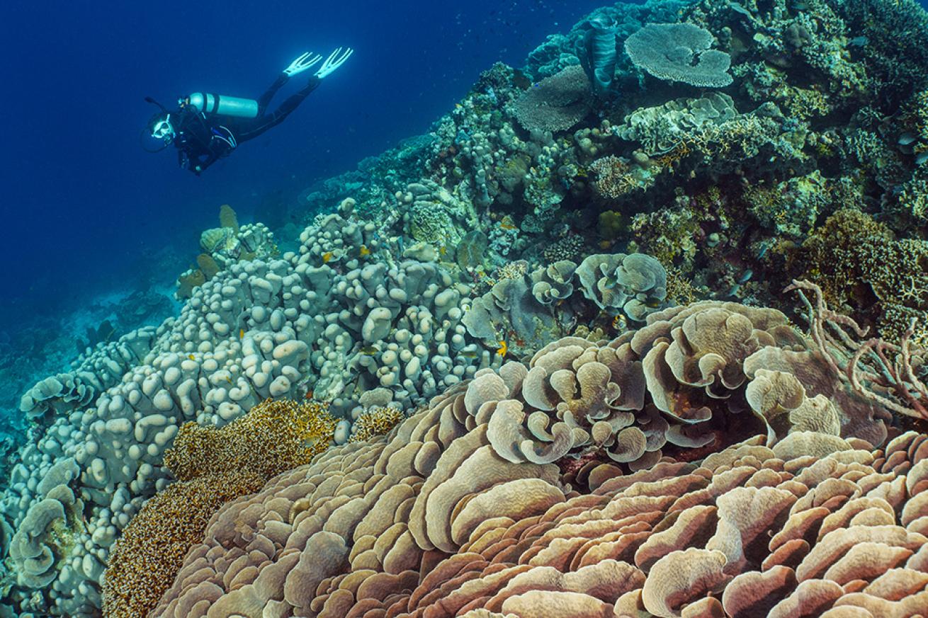 A healthy coral reef showcasing Cabbage Coral (Turbinaria reniformis) in the lower right and Potato Coral (Pavona clavus) middle left, with many other coral species also included in this frame. 