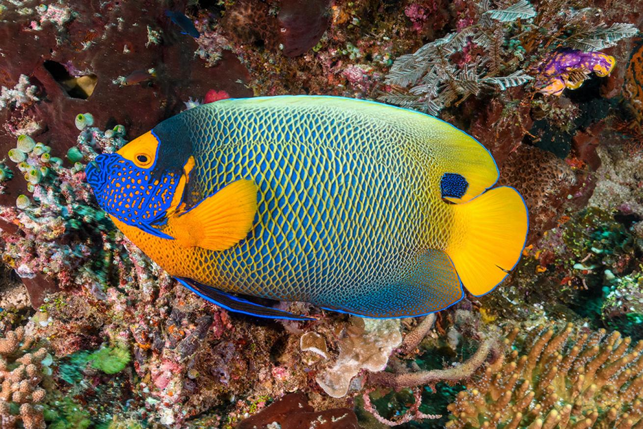 Yellowmask Angelfish (Pomacanthus xanthometopon), remarkably beautiful species, grows to at least 15 inches long, ranges from Maldives east to Micronesia. Lembeh Strait, Indonesia, Pacific Ocean.