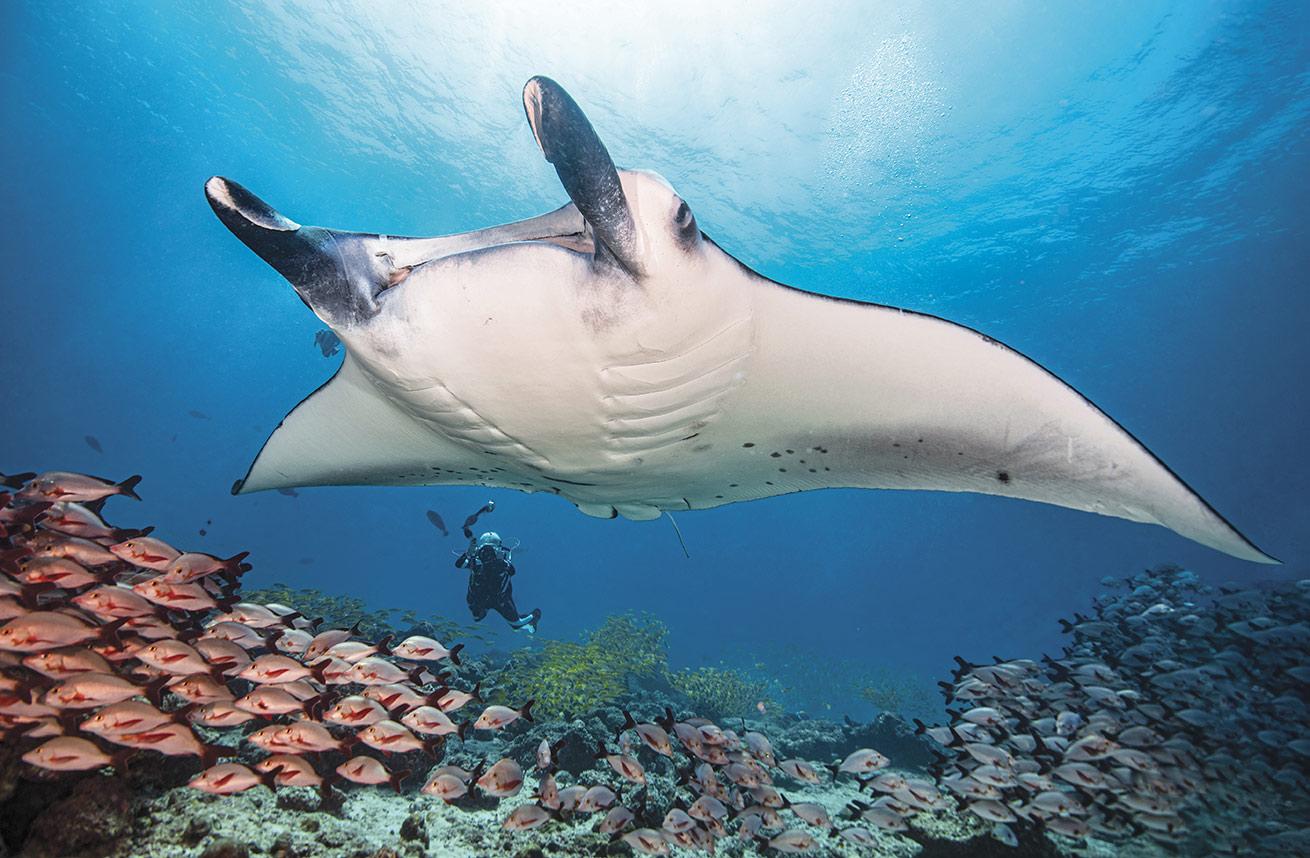 A manta ray cruises through a cleaning station in the Maldives, where learning how to dive in current is essential.