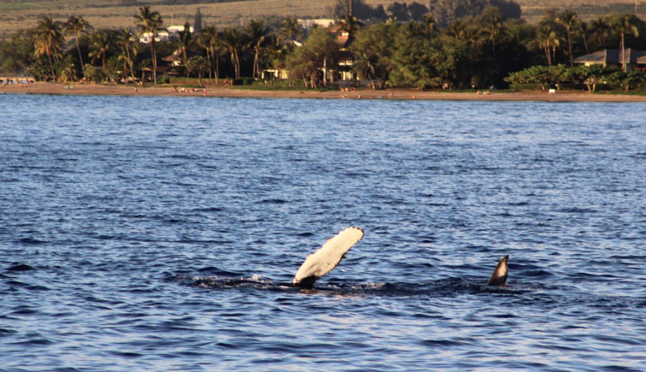 whale cruise in Lahaina, Hawaii