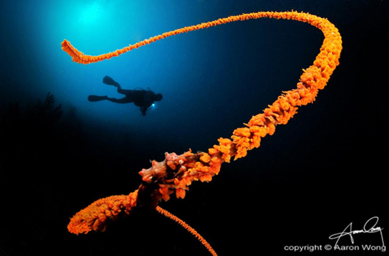 Crab on Whip Coral