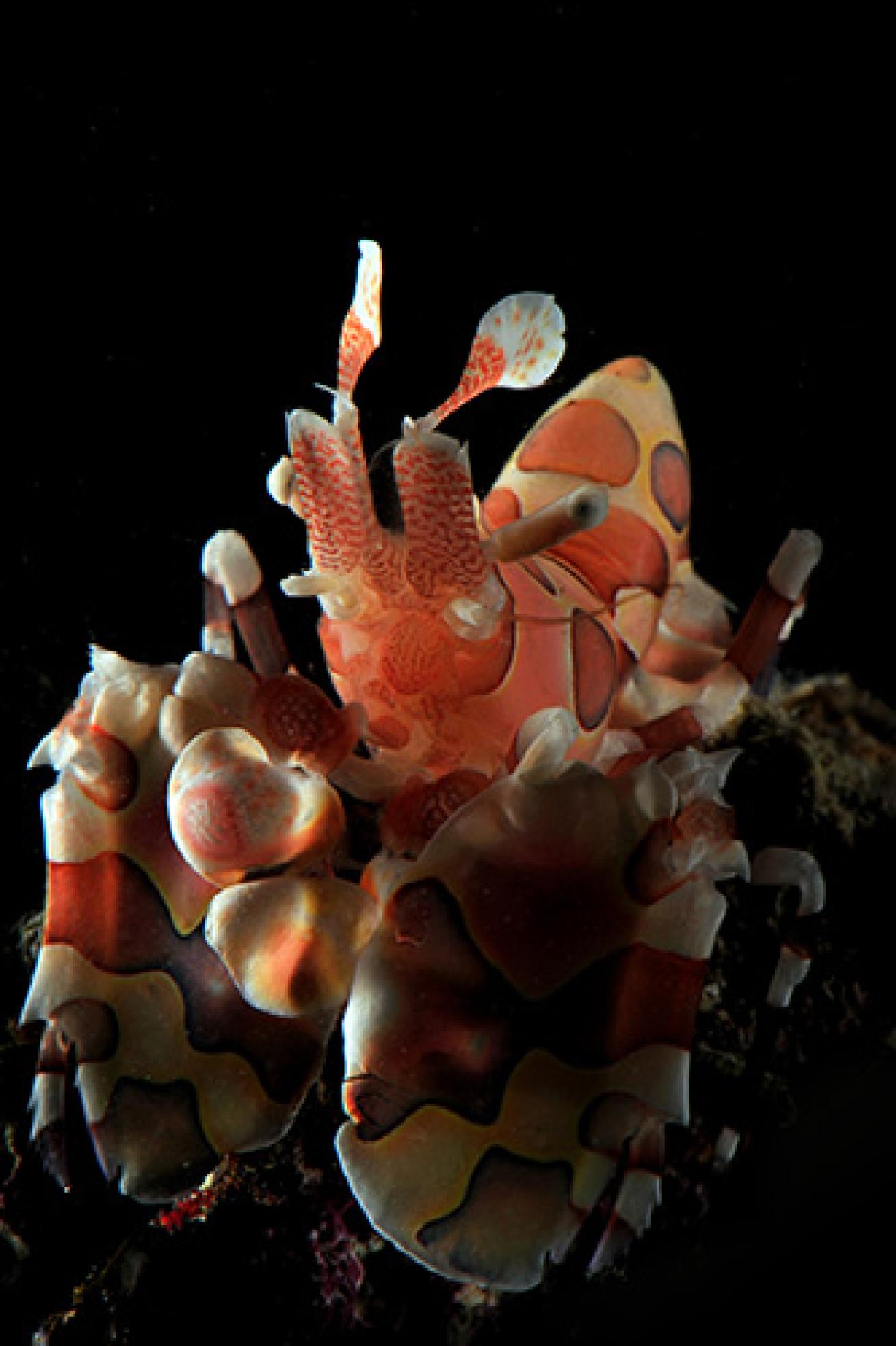 Harlequin Shrimp