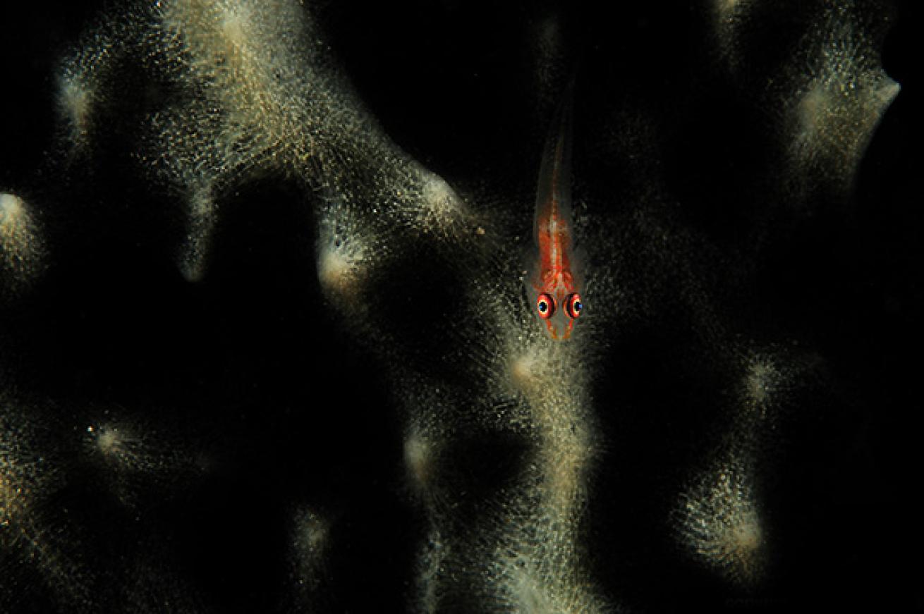 Goby on a Sponge