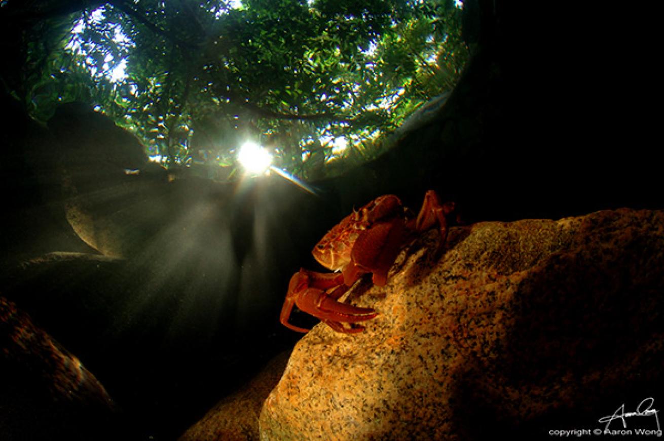Freshwater Crab in a Stream