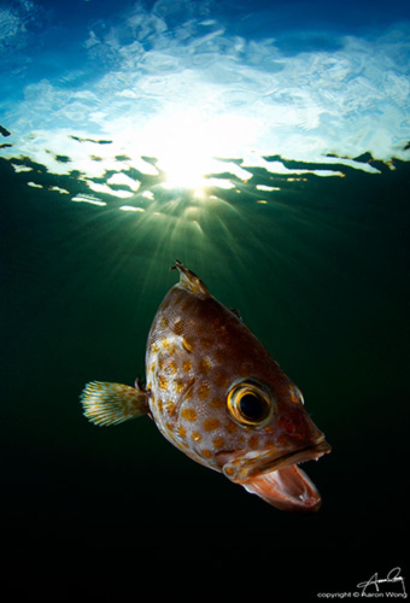 Grouper at Dusk