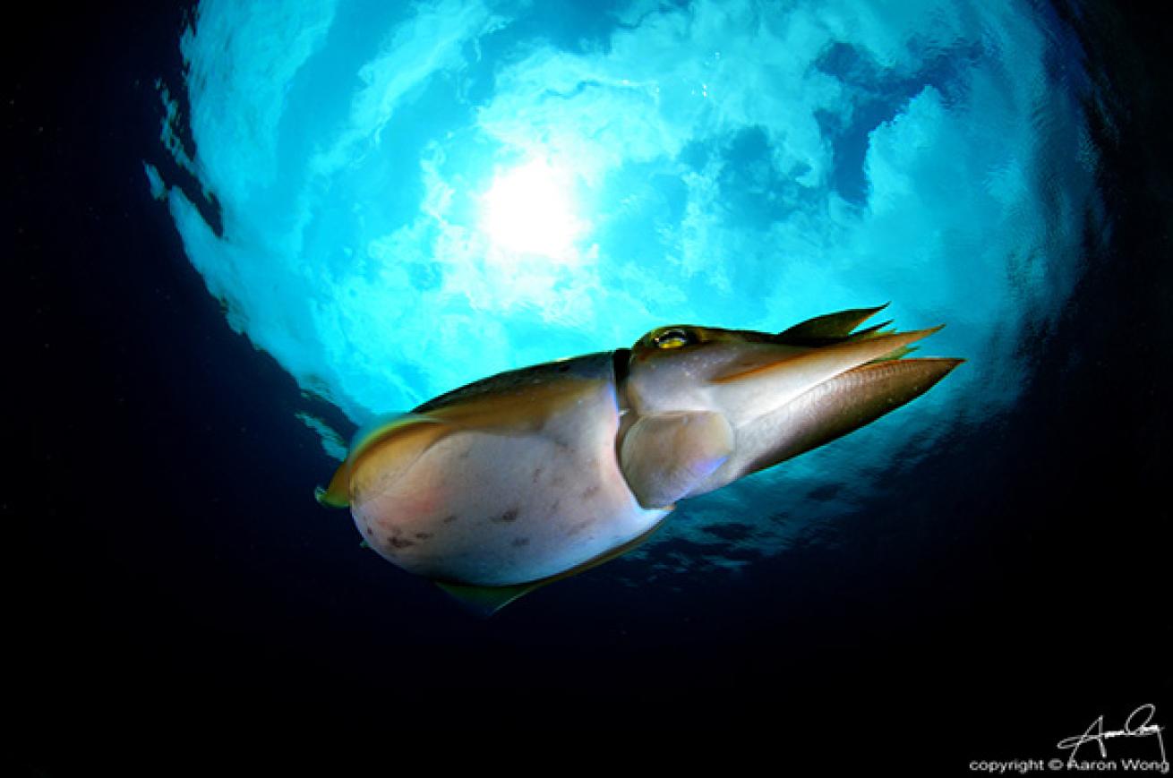 Reef Cuttlefish