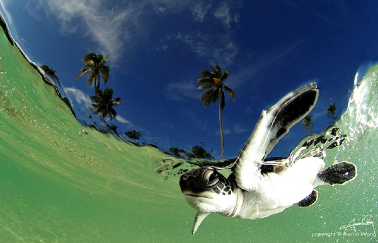 Juvenile Green Turtle