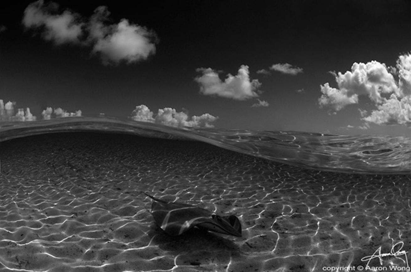 Stingray in Lagoon