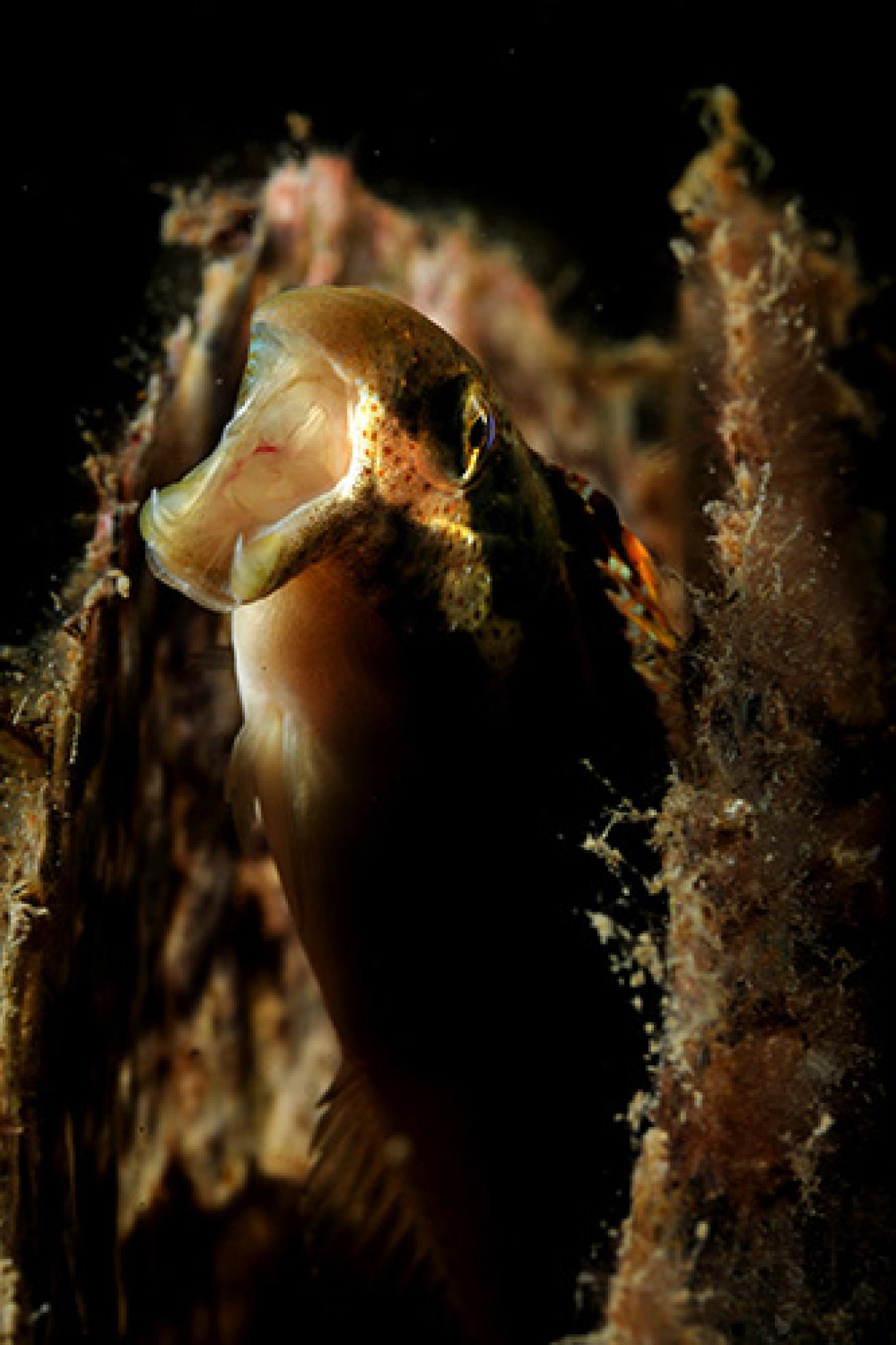 Yawning Sabertooth Blenny