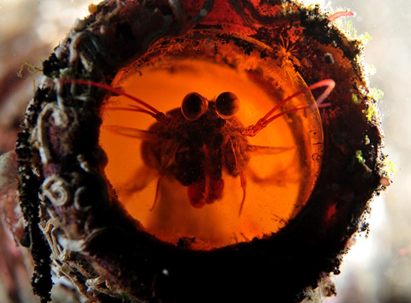 Mantis Shrimp Residing in a Bottle