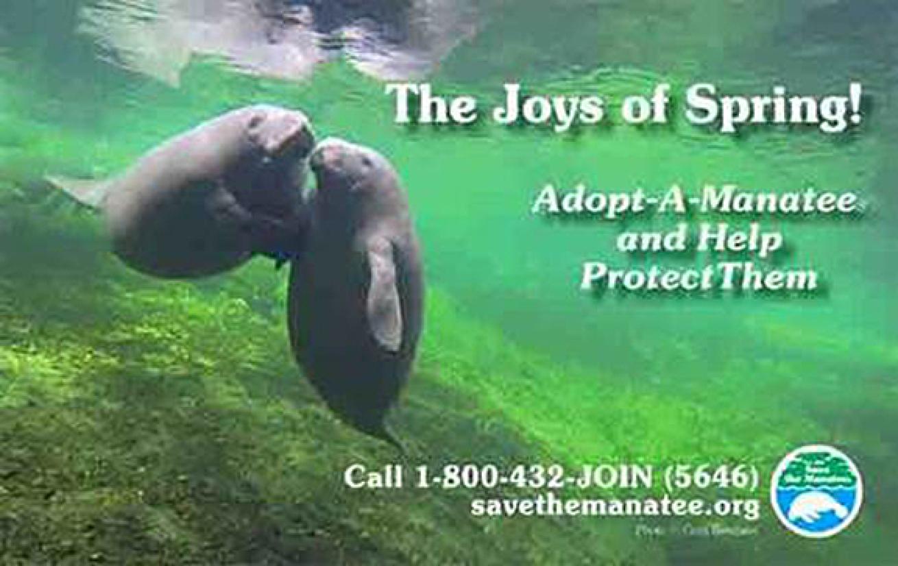 Florida manatees