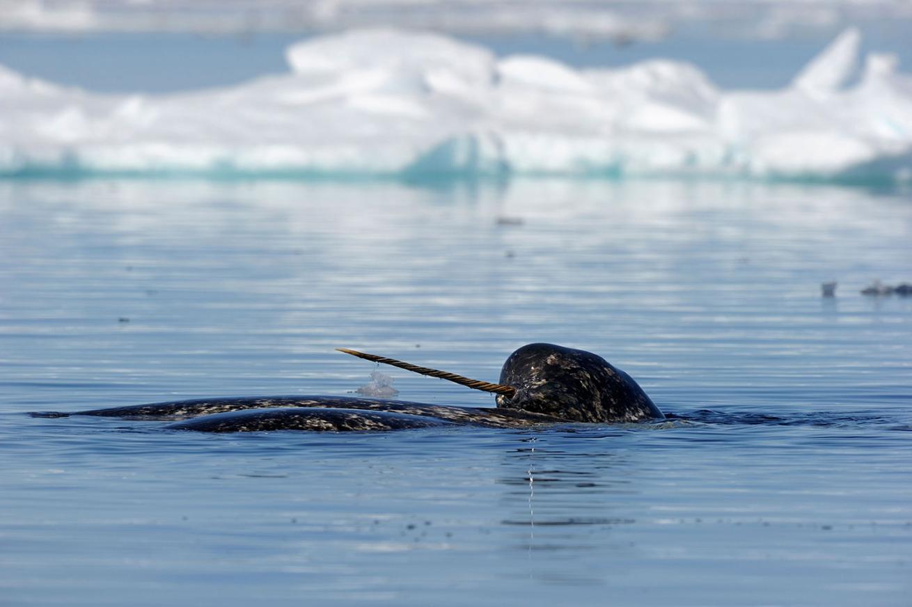 narwhal