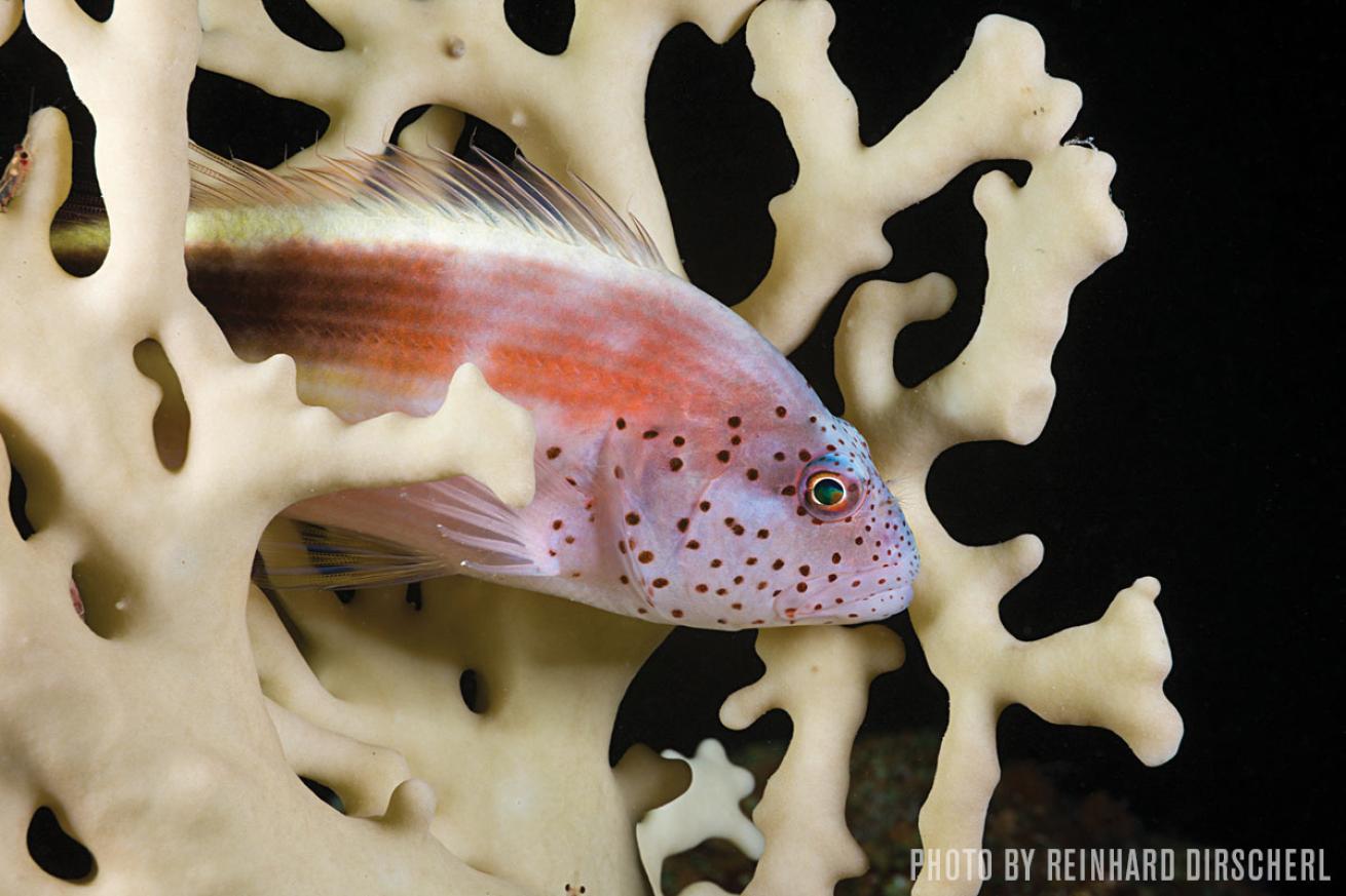 Hawkfish underwater scuba diving