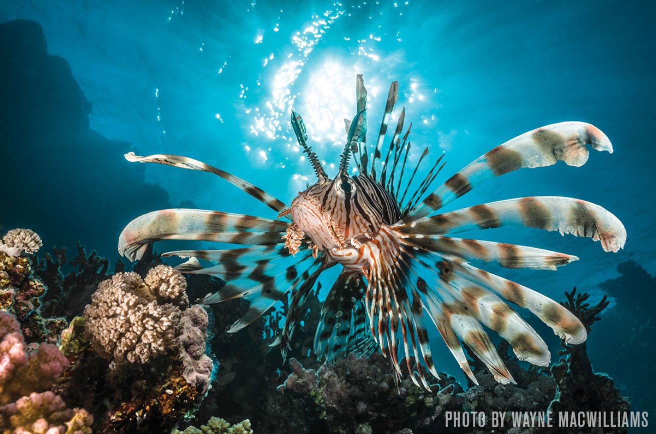 Red lionfish red sea scuba diving