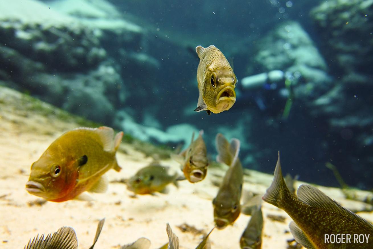 Bluegill freshwater scuba diving Florida SeaLife Cameras