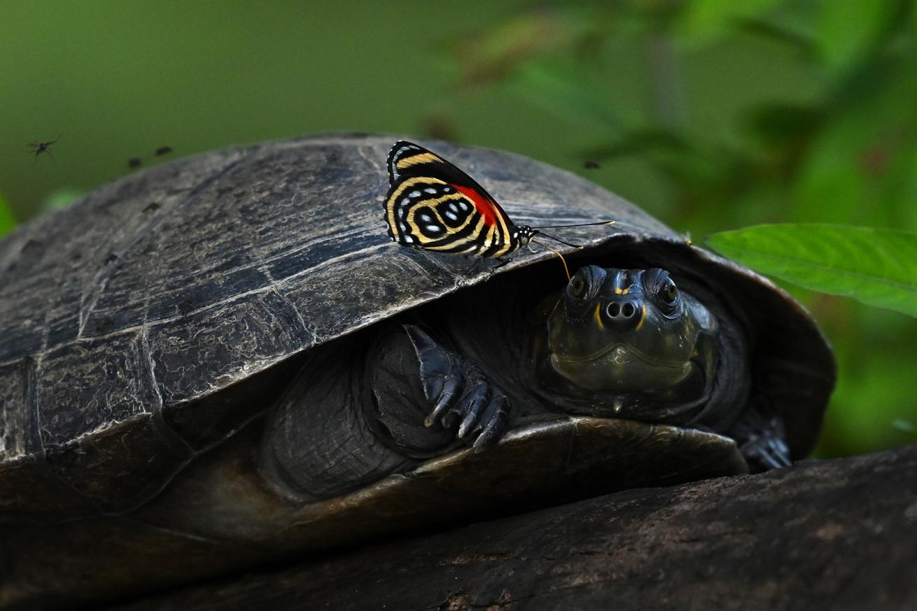 A butterfly rests on the shell of an Amazon turtle.