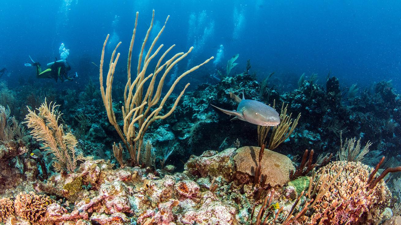 Ambergris Caye, Belize