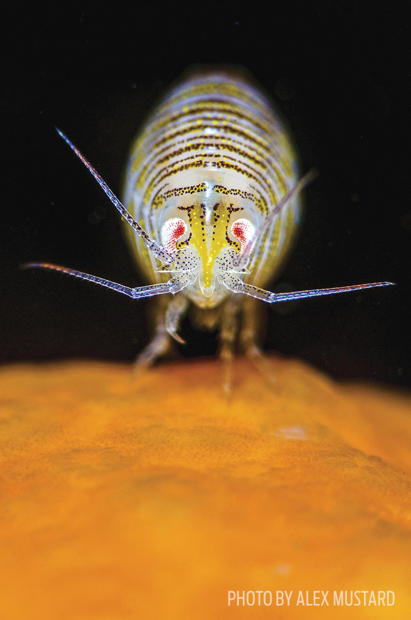 amphipod scotland