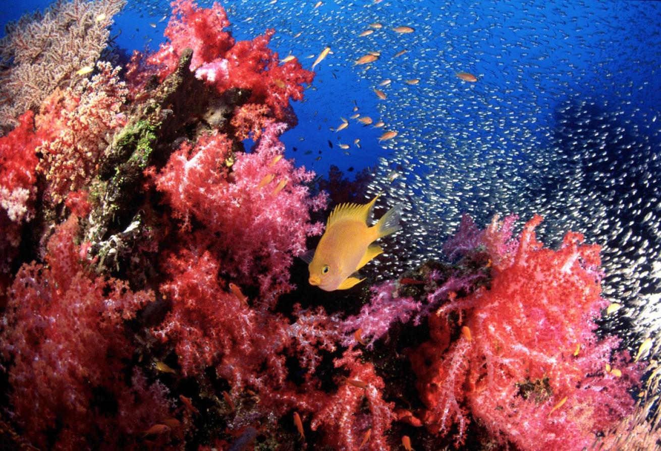 east of eden glassfish