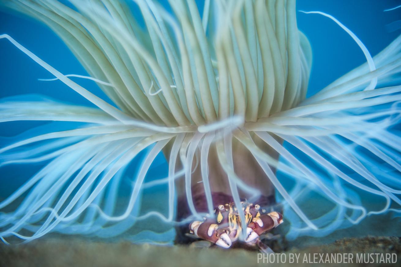 crab anemone macro photography