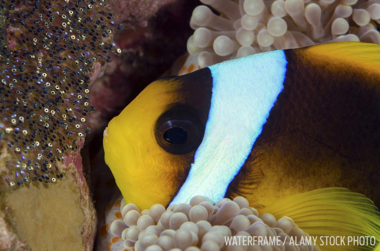anemonefish home ocean eye swim underwater photography