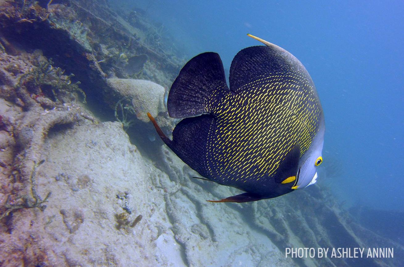 angelfish