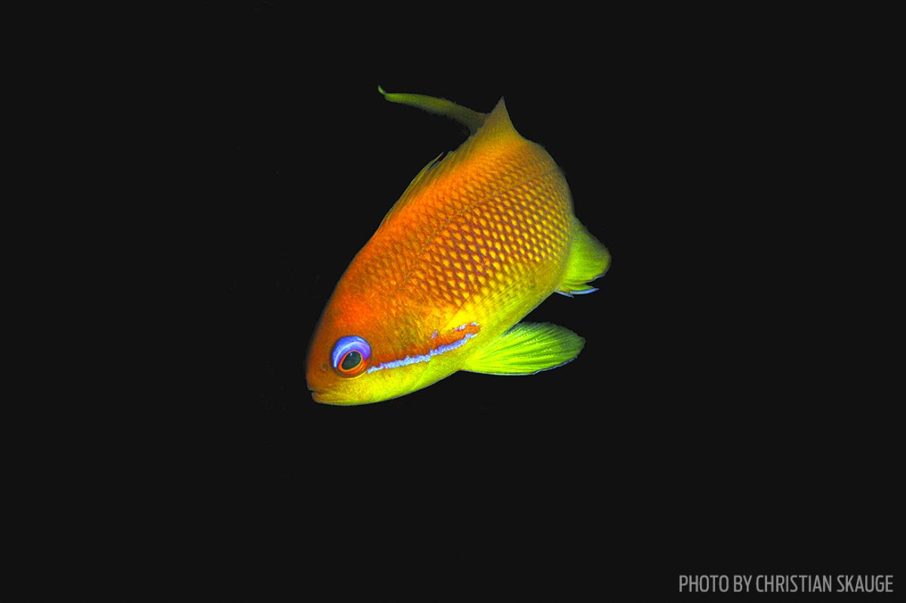 anthias fish photo