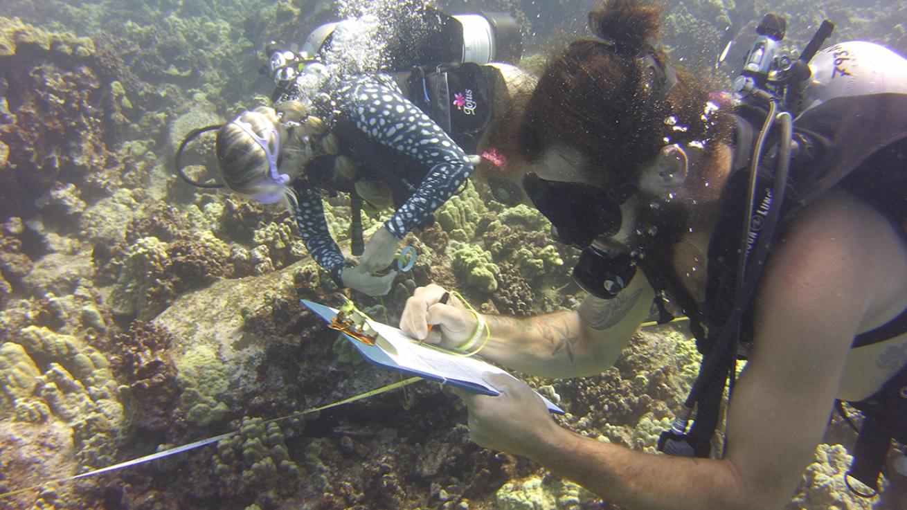 aquatic life divers