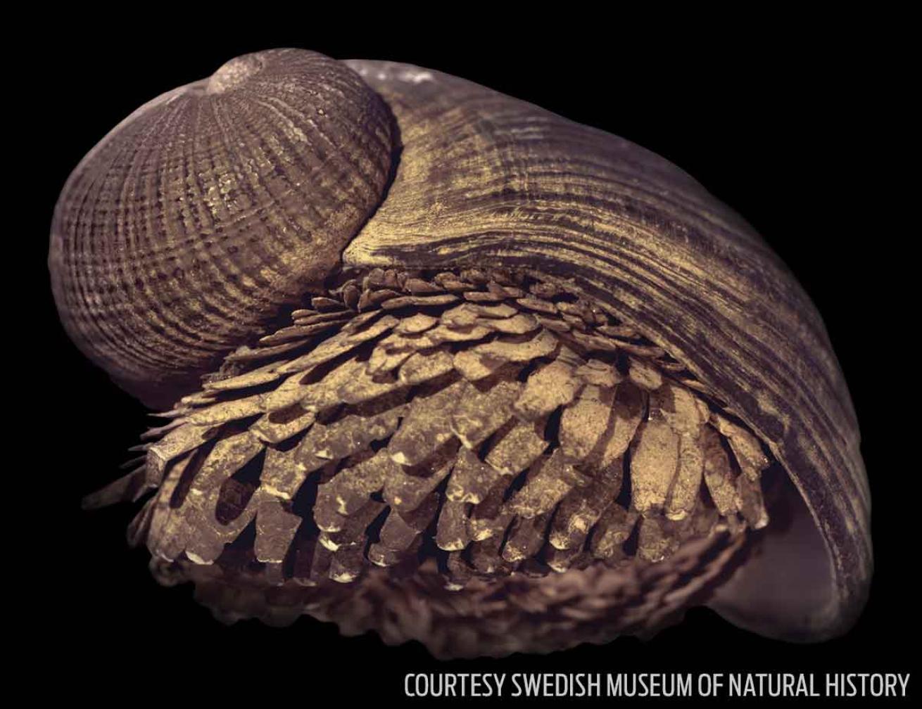 armored snail