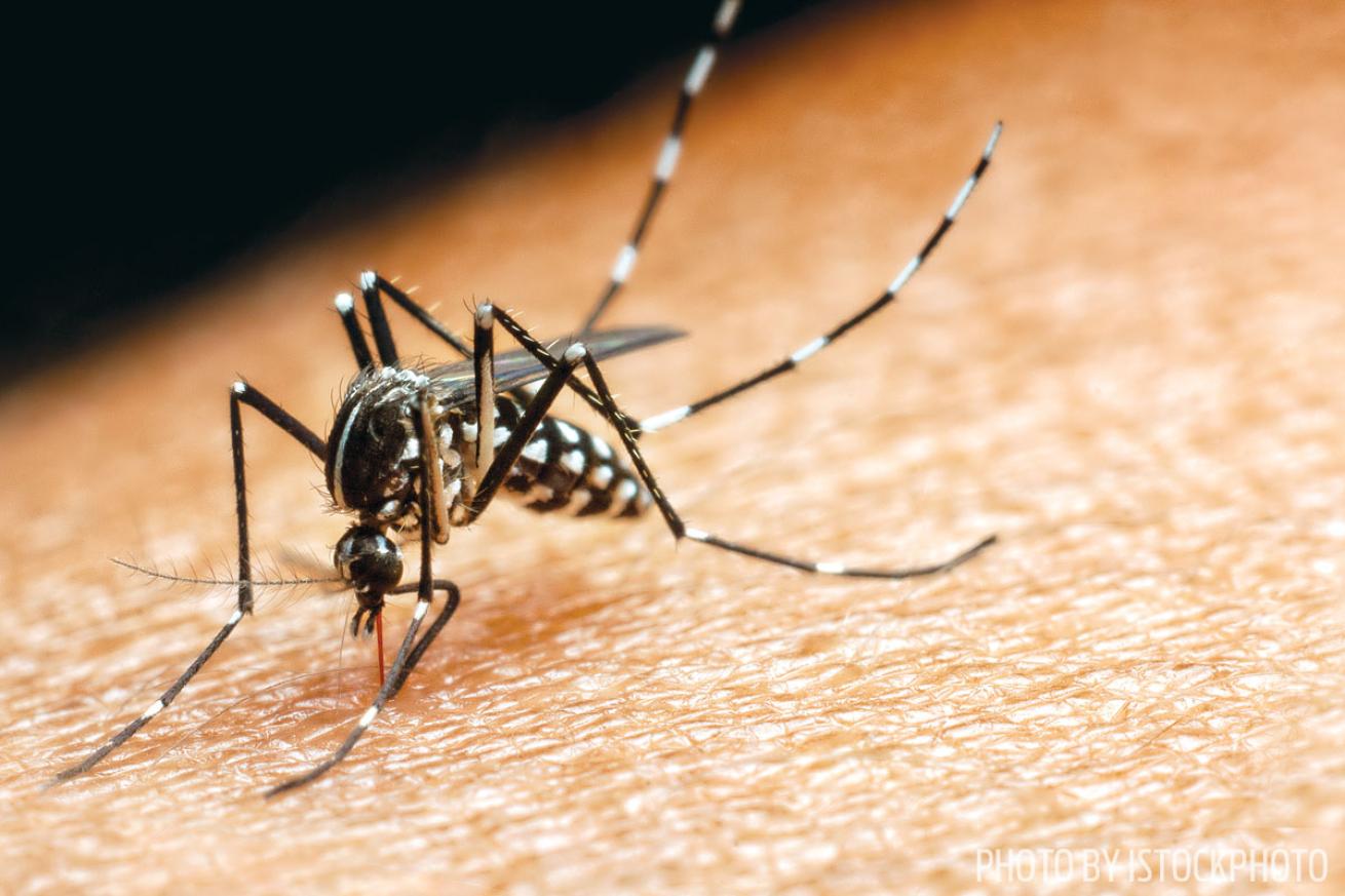zika virus and scuba divers