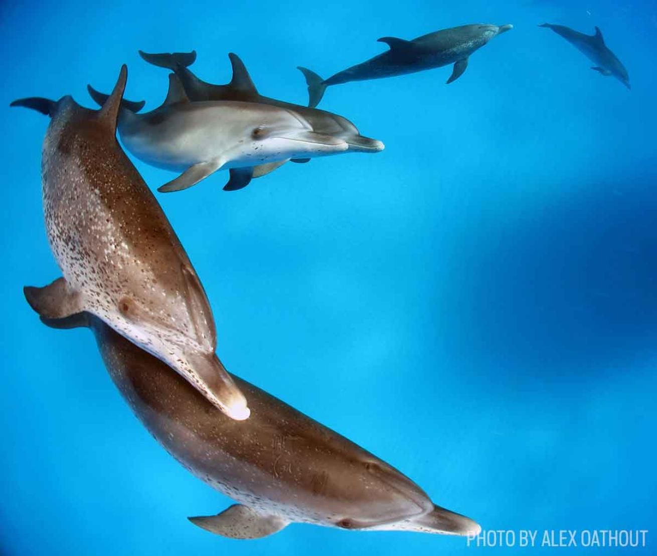 dolphin pod photo