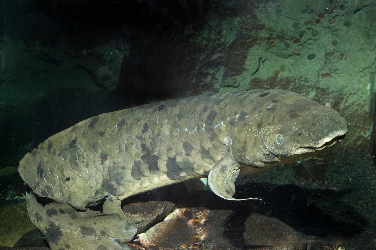Granddad the lungfish