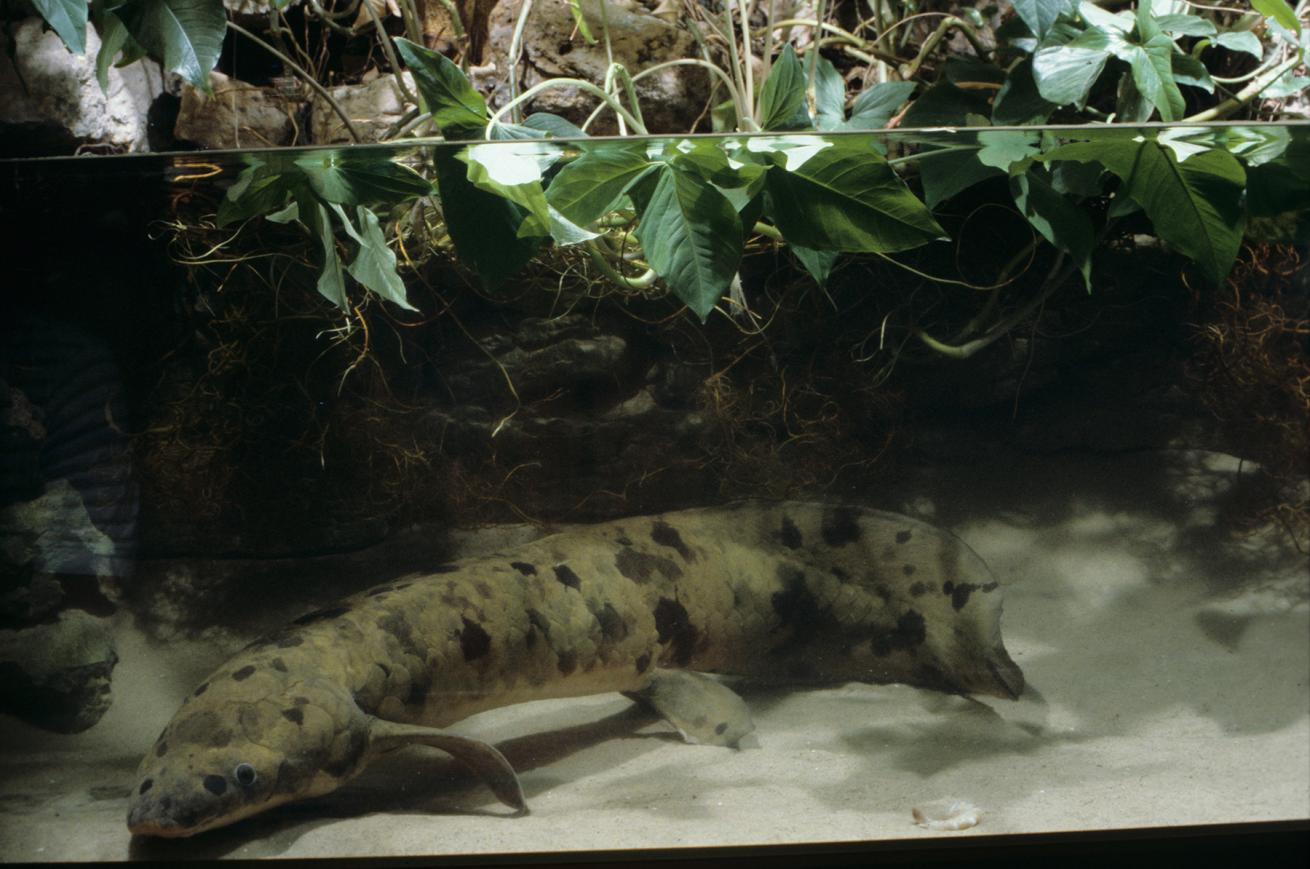 Granddad the Chicago Shedd Aquarium Australian lungfish