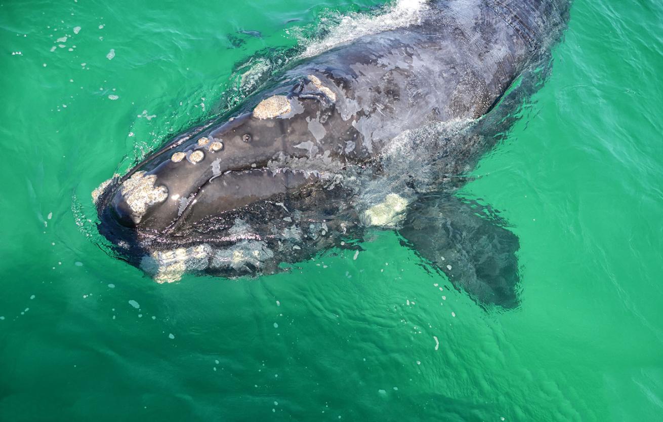 juvenile Southern Right Whale in False Bay