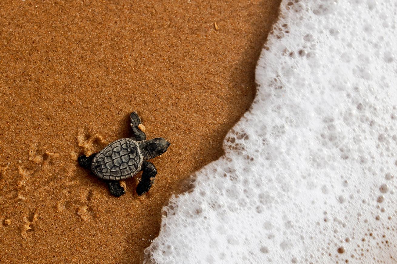 Baby sea turtle walks into ocean