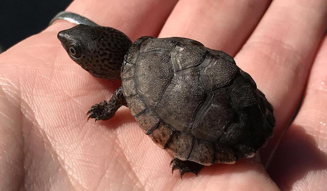baby loggerhead musk turtle