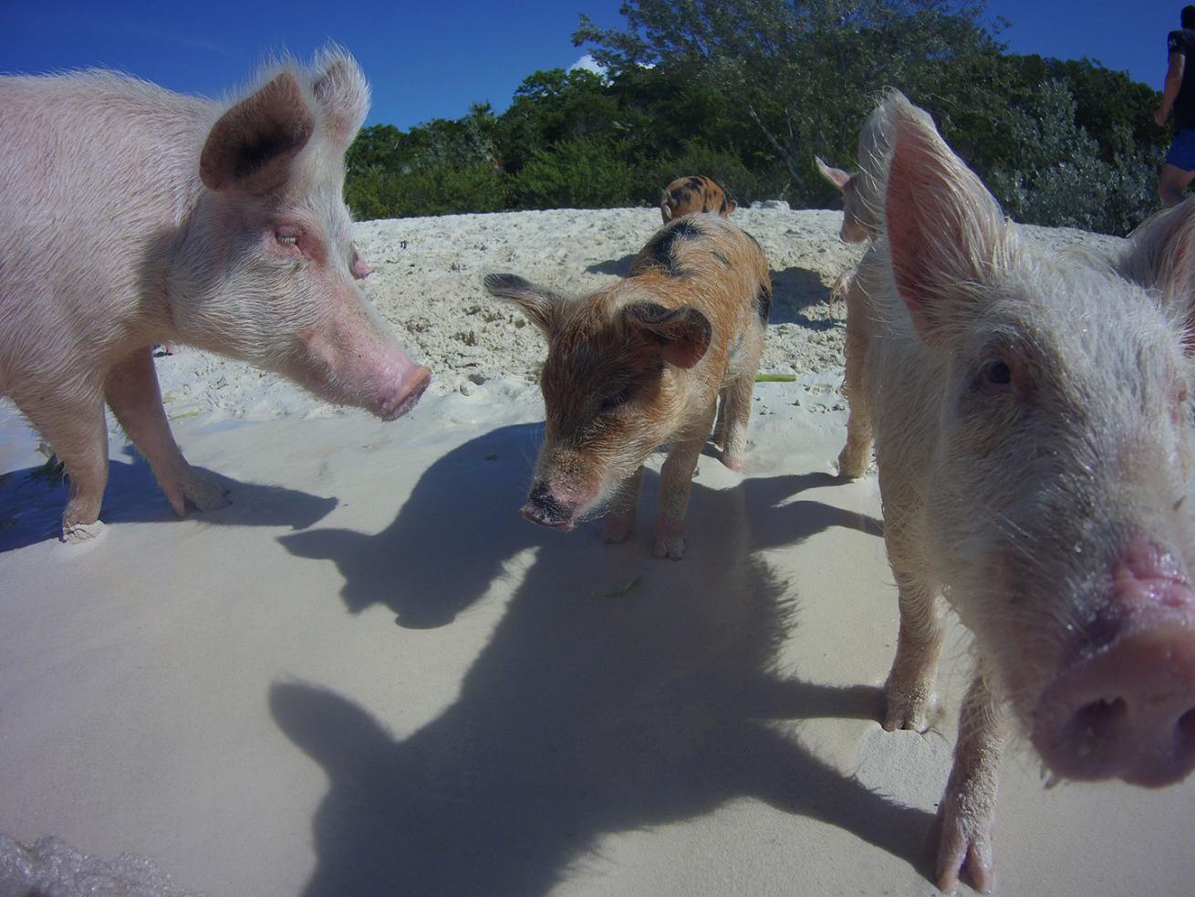 Bahamas swimming pigs