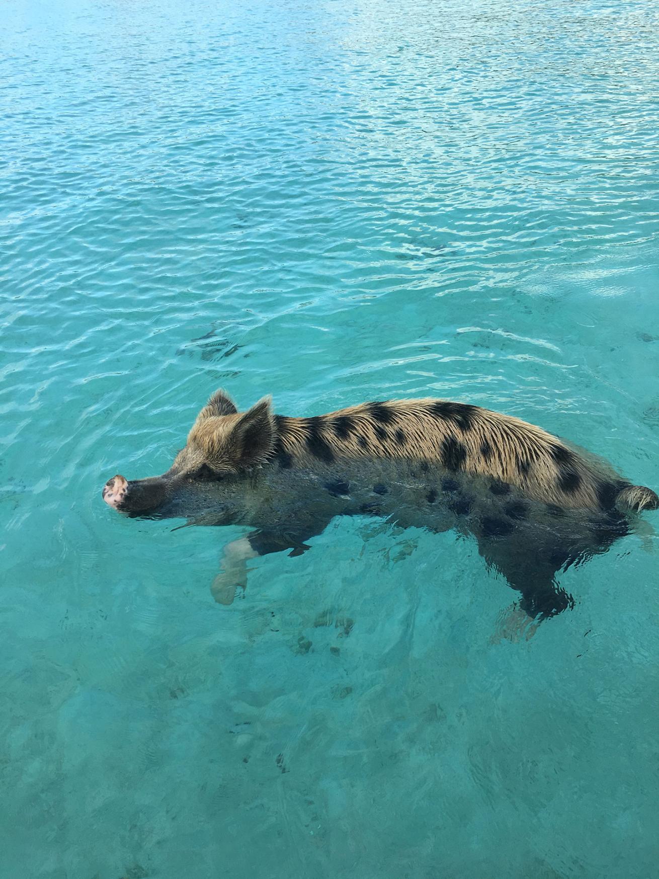 Bahamas swimming pigs