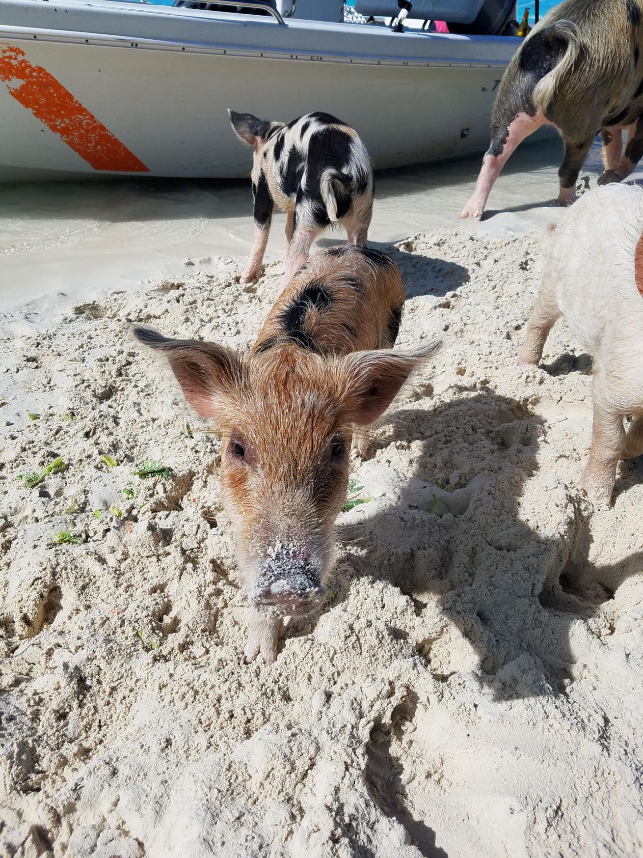 Bahamas swimming pigs