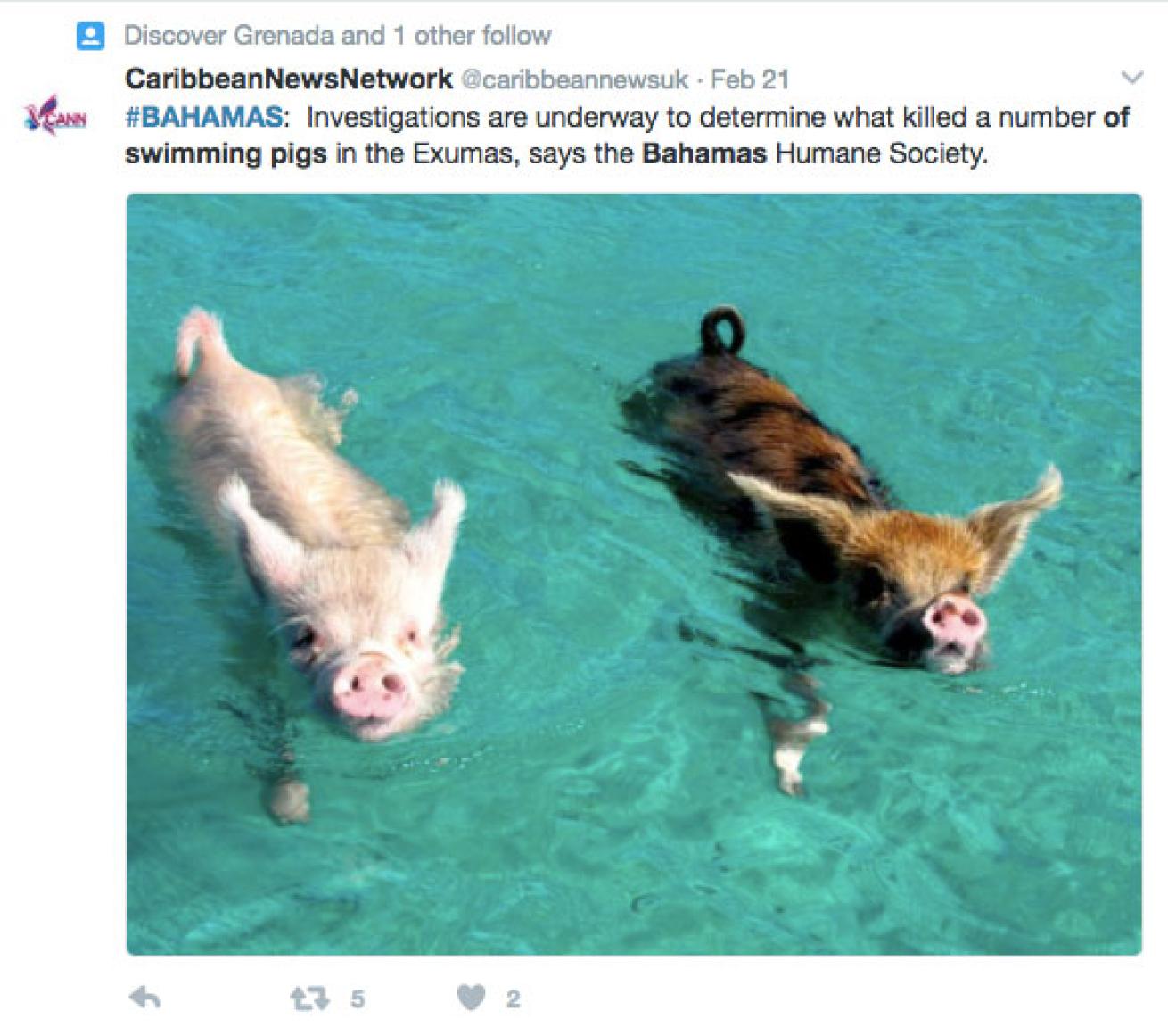 tweet Bahamas swimming pigs
