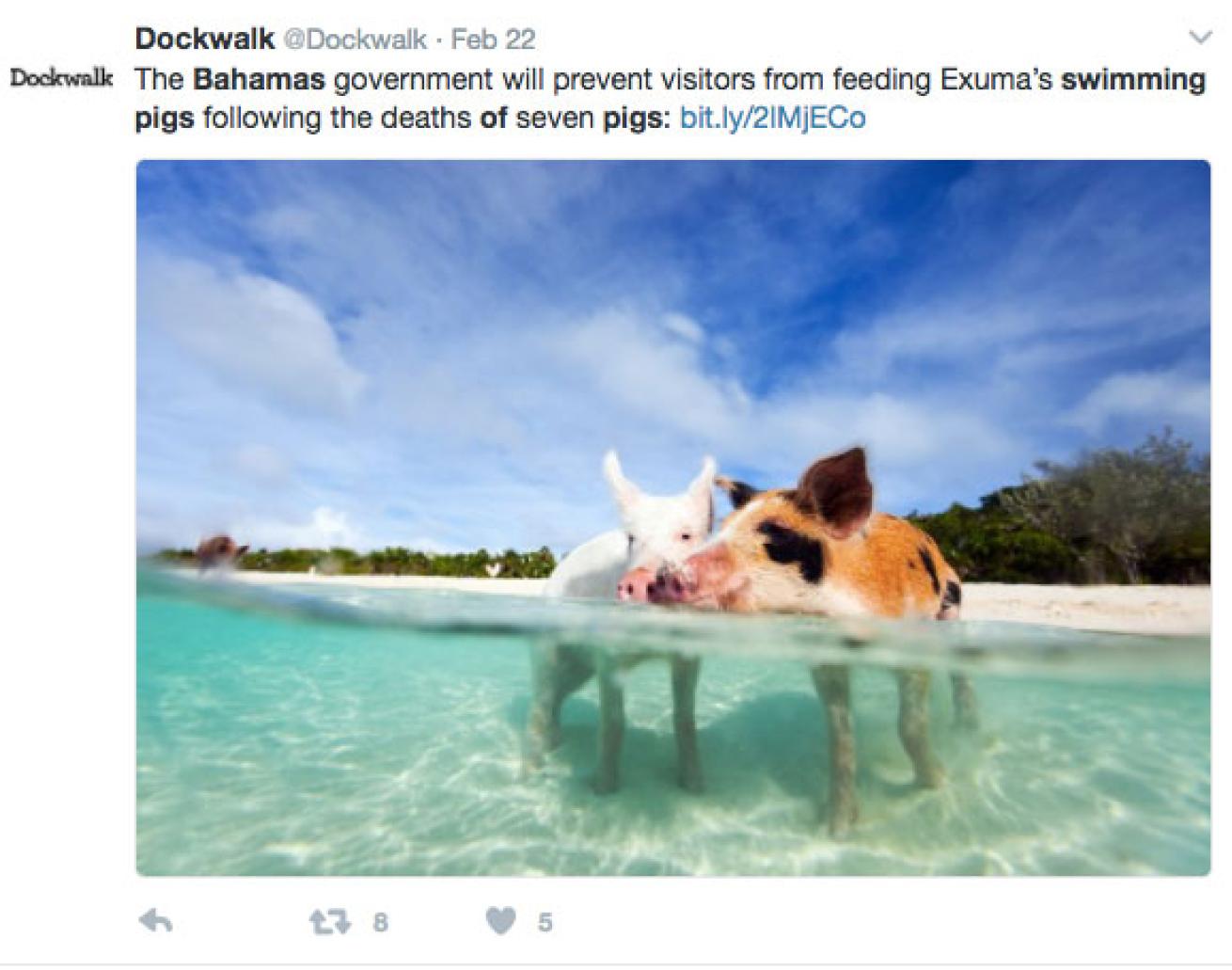 tweet Bahamas swimming pigs