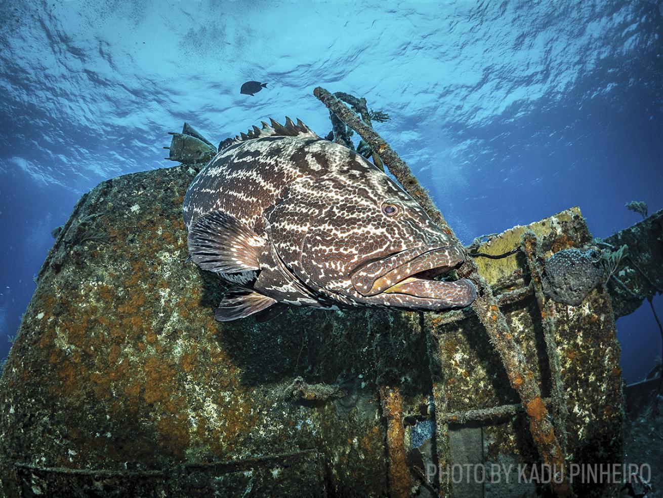 scuba diving wreck bahamas