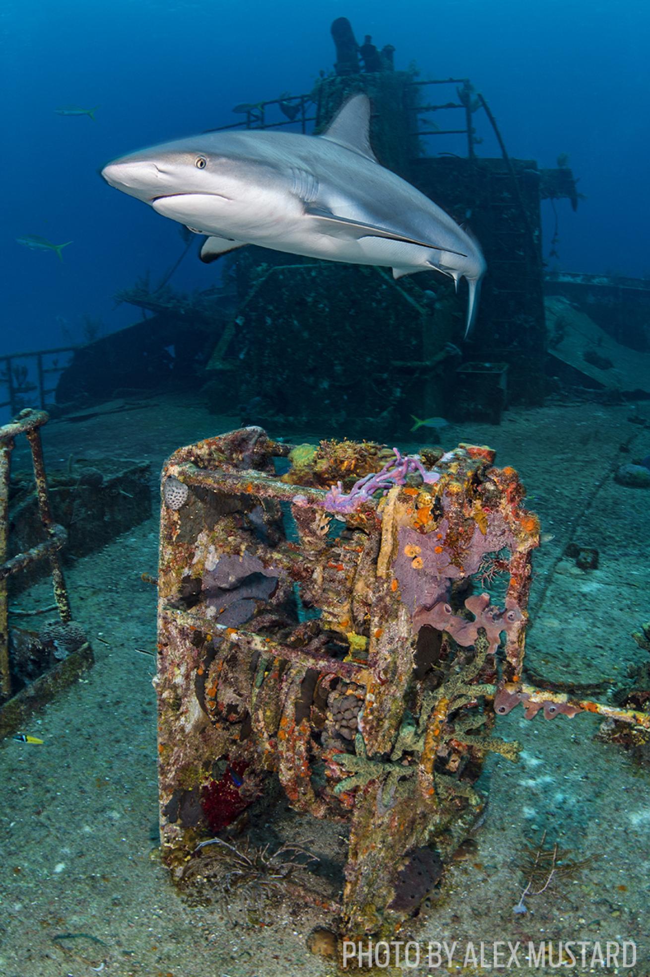 ray of hope scuba diving shark