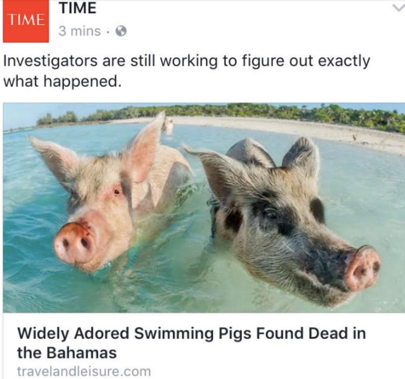 tweet Bahamas swimming pigs