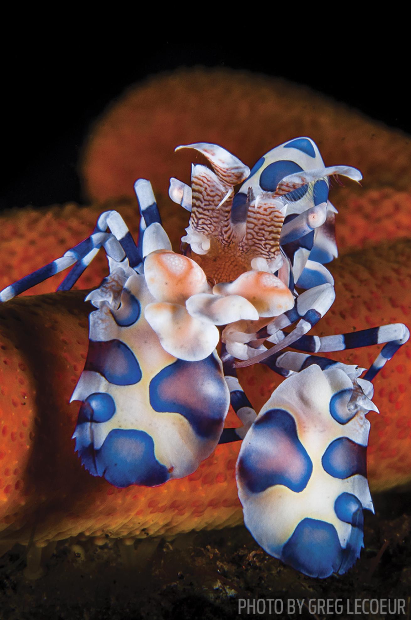 bali scuba diving
