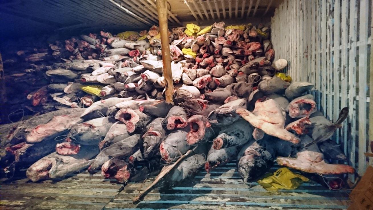 sharks seized on illegal fishing vessel
