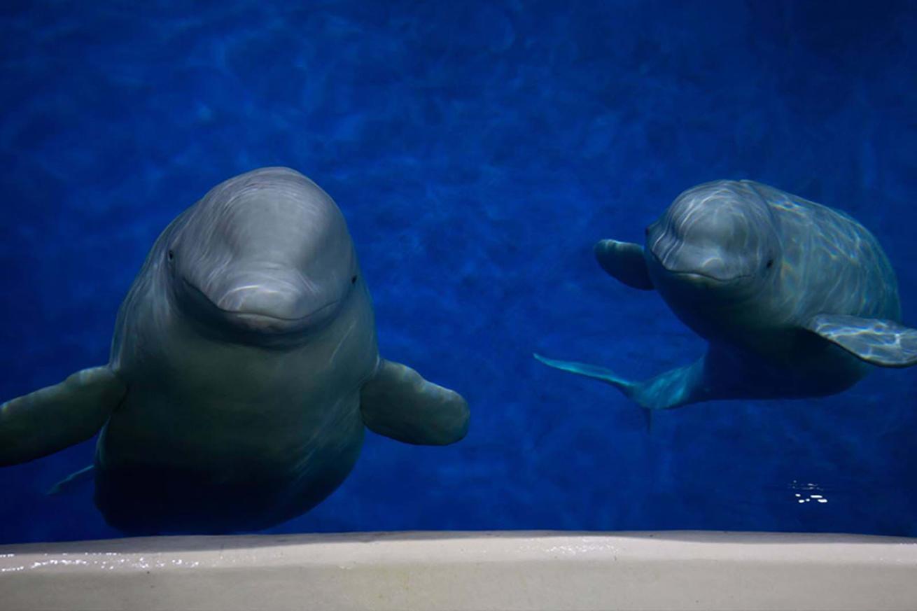 Two belgua whales in captivity look at camera.