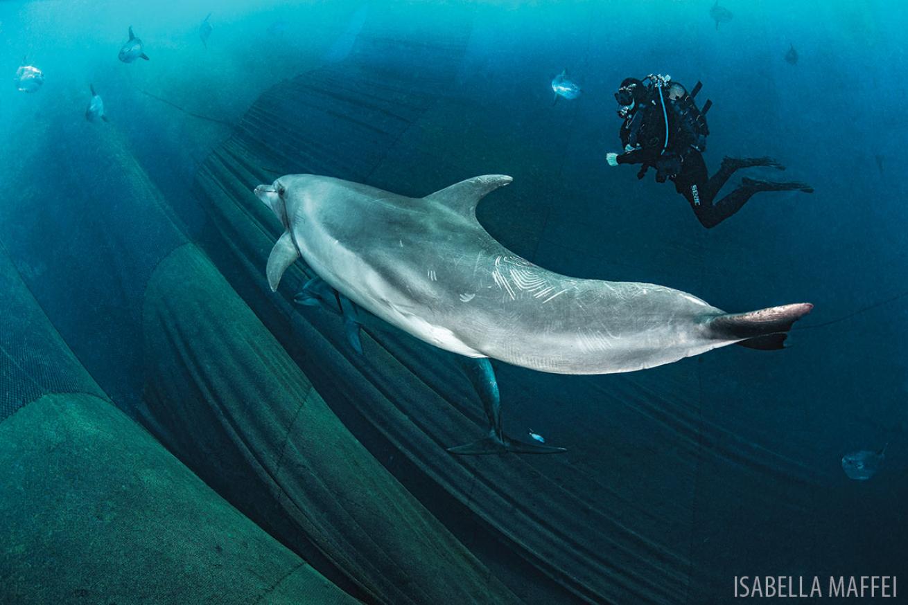 Dolphin Italy