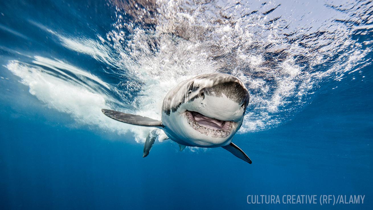 Great White Shark Guadalupe